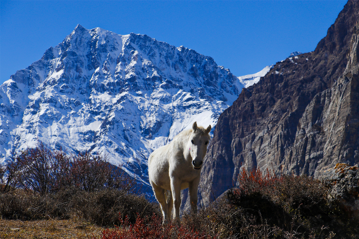 Nar Phu Valley Trek